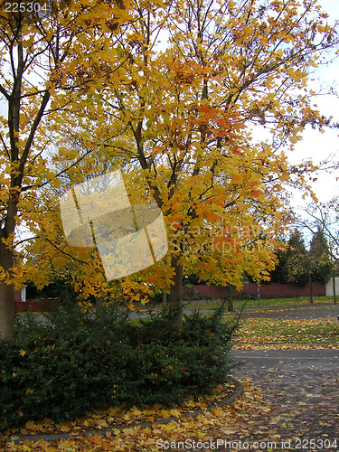 Image of tree in the fall