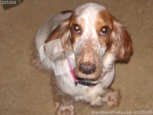 Image of cocker-spaniel dog