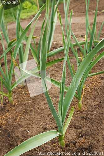 Image of Green plant garlic