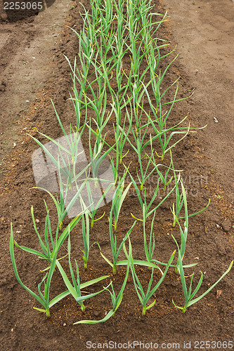 Image of Plant garlic