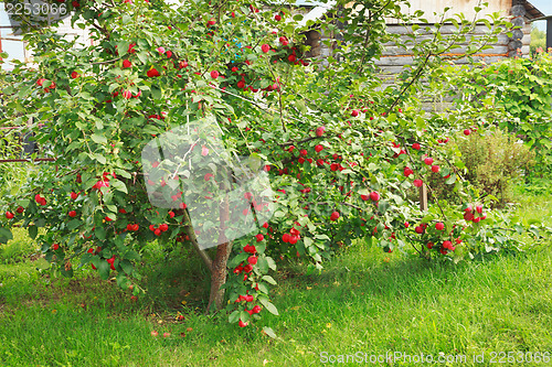 Image of Apple tree under the weight of the fruit