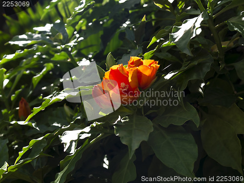 Image of Greens Hibiscus.