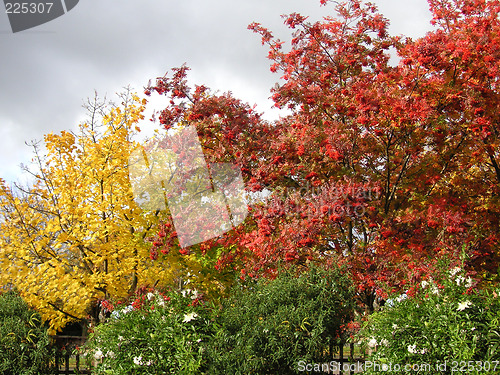 Image of tree in the fall