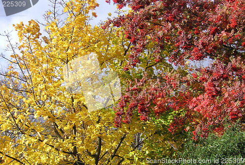 Image of tree in the fall