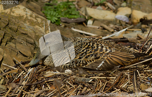 Image of Eider