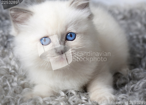 Image of kitten