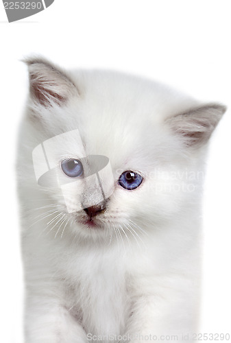 Image of kitten