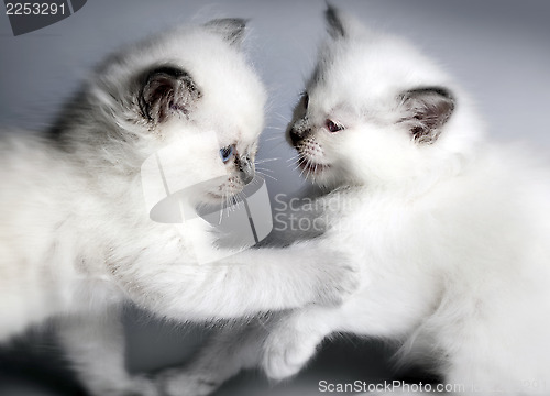 Image of Two kitten playing 