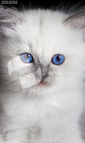 Image of kitten