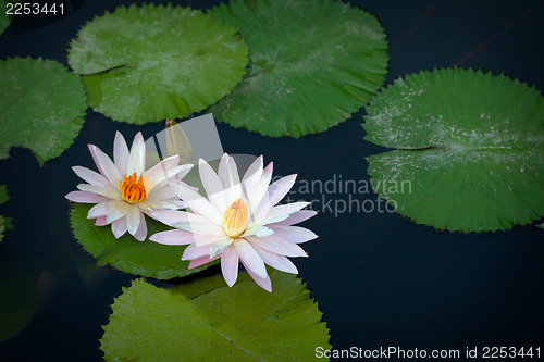 Image of Beautiful white lilies flowers on a pond