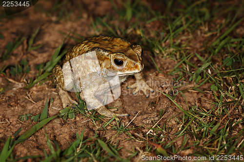 Image of Common toad sitting in the grass