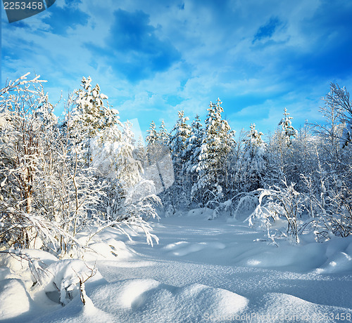 Image of Trees in winter forest covered with hoarfrost and snow