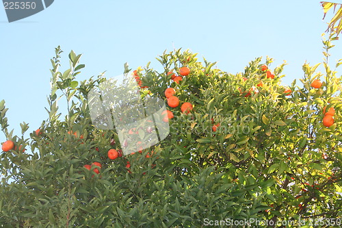 Image of Tangerine-tree in Spain