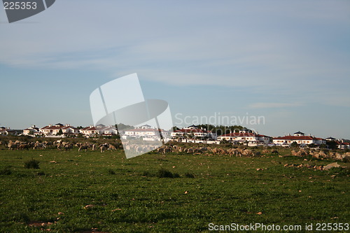 Image of Flock-of-sheep
