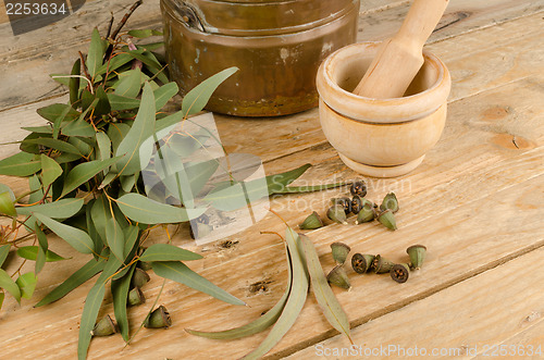 Image of Medicinal eucalyptus