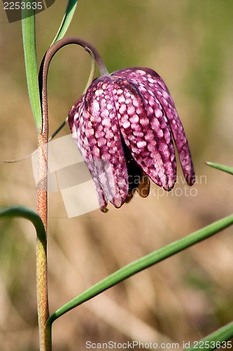 Image of fritillaria meleagris