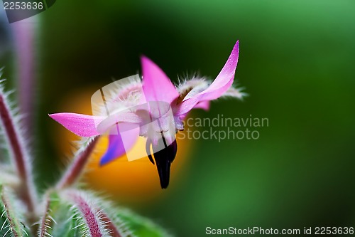 Image of pink starflower