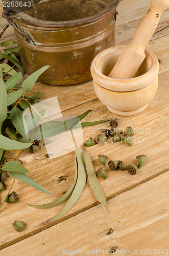 Image of Fresh eucalyptus