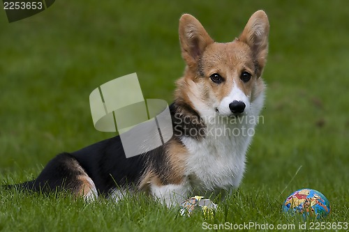 Image of puppy with ball