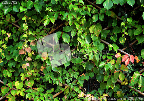 Image of Green plant on wall