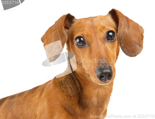 Image of Brown dachshund dog isolated on white background