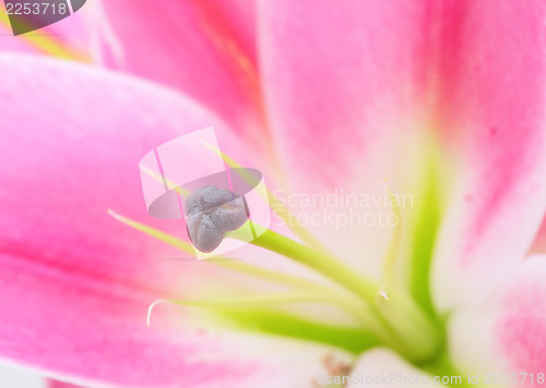 Image of Pink lily close up 