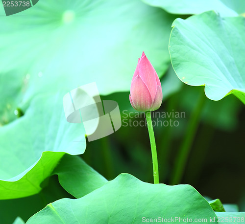 Image of Lotus bud