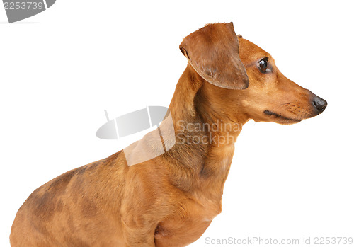 Image of Brown dachshund dog isolated on white background