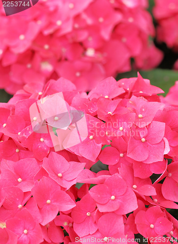 Image of Pink hydrangea flower