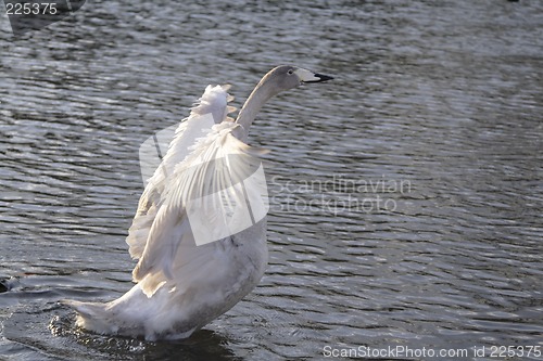Image of Swan ballet 2
