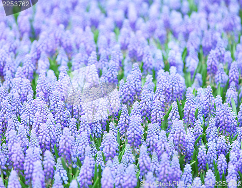 Image of Muscari botryoides