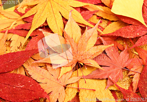 Image of Dried maple