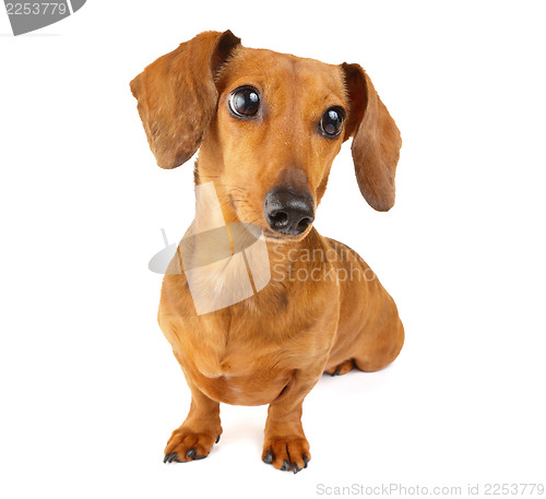 Image of Brown dachshund dog isolated on white background