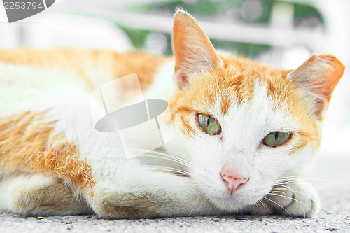 Image of Street cat 