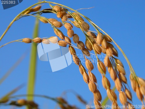 Image of Rice ear detail