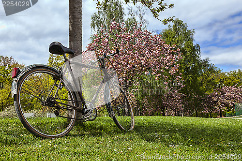 Image of Old Bicycle in a Park in Spring