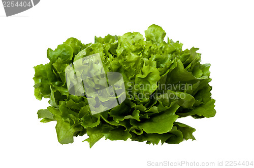 Image of Fresh green lettuce