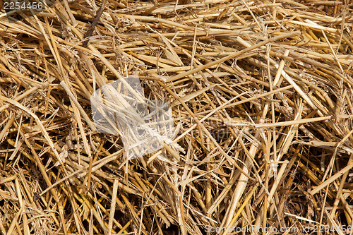 Image of Close up of straw background texture