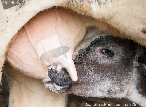 Image of Young calf drinks milk