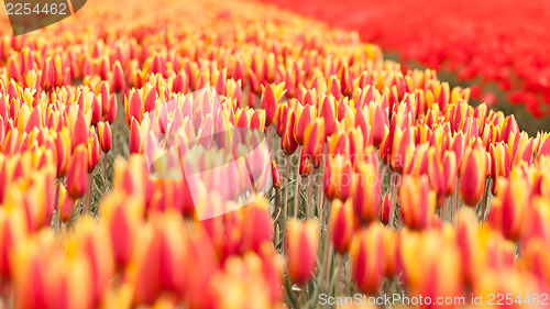 Image of Tulip field on agricultural land