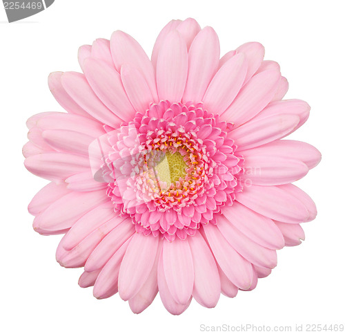 Image of Pink gerbera flower isolated