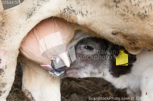 Image of Young calf drinks milk