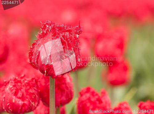 Image of Tulip field on agricultural land