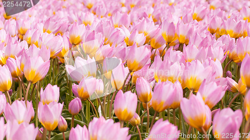 Image of Tulip field on agricultural land