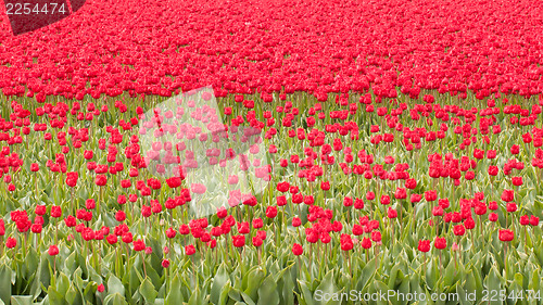 Image of Tulip field on agricultural land