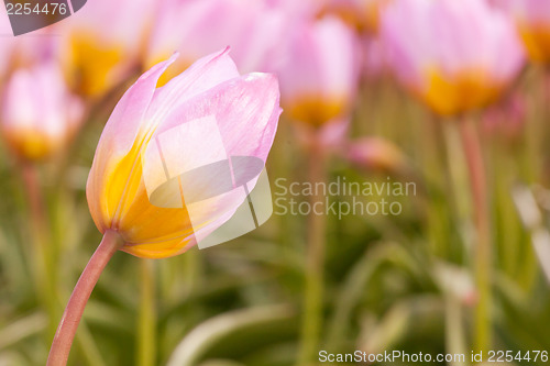 Image of Tulip field on agricultural land