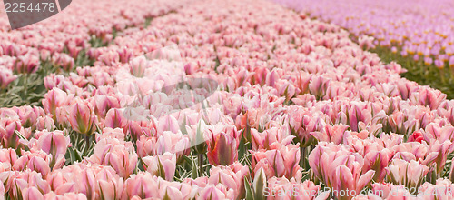 Image of Tulip field on agricultural land