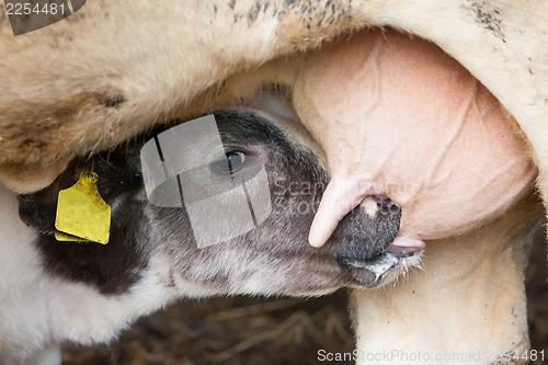 Image of Young calf drinks milk