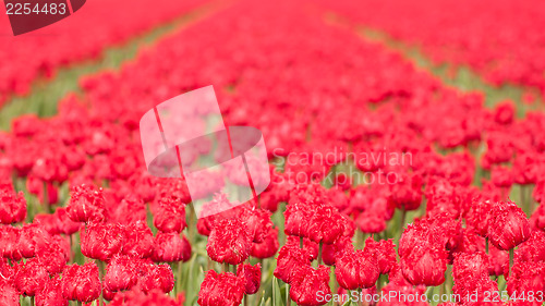 Image of Tulip field on agricultural land