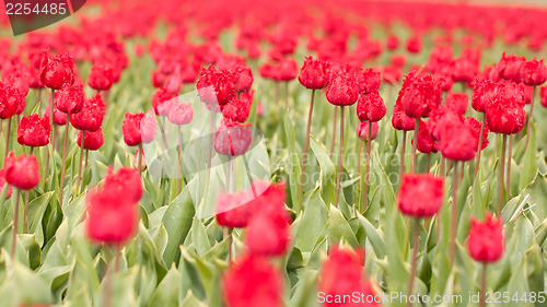 Image of Tulip field on agricultural land